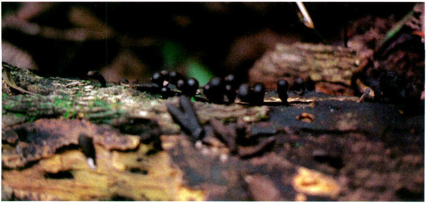 Xylaria grammica Mont.